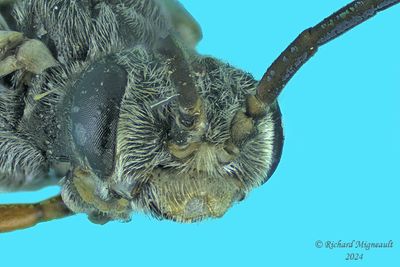 Common sawfly - Dolerus sp10 m24 4
