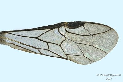 Common sawfly - Dolerus sp10 m24 5