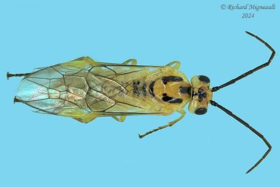 Common sawfly - Euura oligospila m24 
