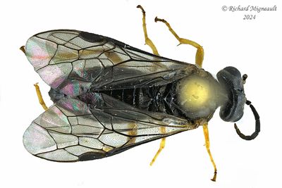 Common sawfly - Fenusella nana m24 2