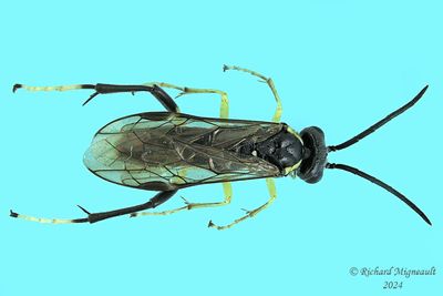 Common sawfly - Macrophya sp2 m24 1