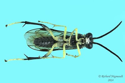 Common sawfly - Macrophya sp2 m24 2