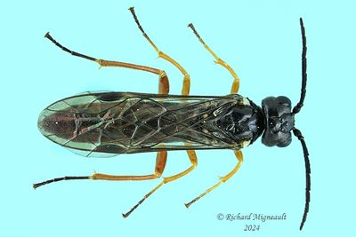 Common sawfly - sp16 m24 1