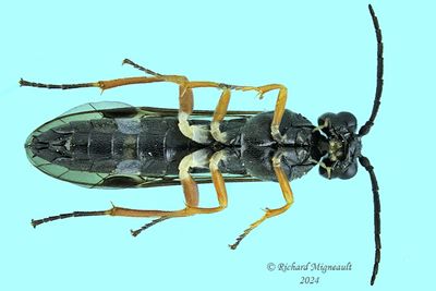 Common sawfly - sp16 m24 2