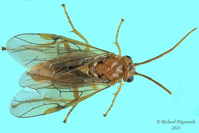 Common sawfly - sp17 m24 1