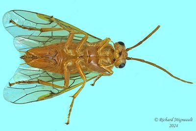Common sawfly - sp17 m24 2
