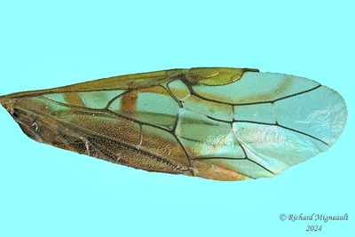 Common sawfly - sp17 m24 3