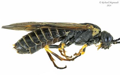 Common Sawfly - Strongylogaster multicincta m24 1