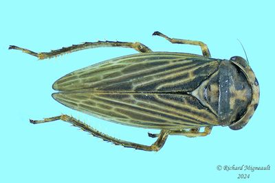 Leafhopper m24 1