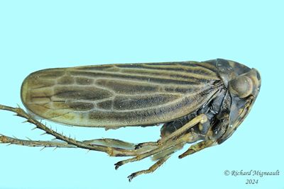 Leafhopper m24 2