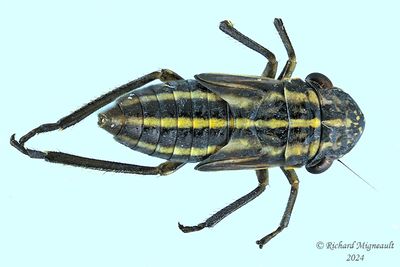 Leafhopper - Cuerna nymph m24 