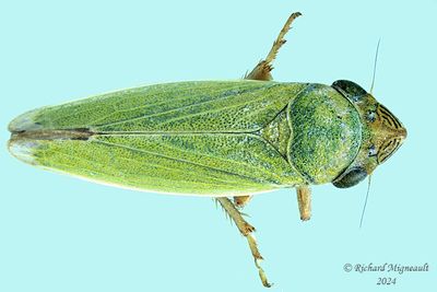Leafhopper - Helochara communis m24  