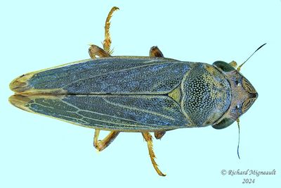 Leafhopper - Helochara communis m24 
