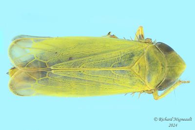 Leafhopper - Diplocolenus sp m24 1