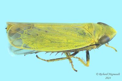 Leafhopper - Diplocolenus sp m24 2