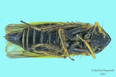 Leafhopper - Diplocolenus sp m24 3