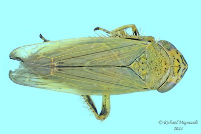 Leafhopper - Limotettix, Subgenus Scleroracus sp m24 1