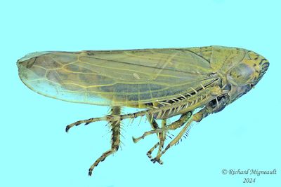 Leafhopper - Limotettix, Subgenus Scleroracus sp m24 2