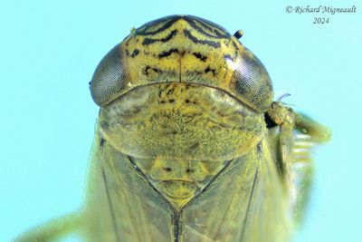 Leafhopper - Limotettix, Subgenus Scleroracus sp m24 3