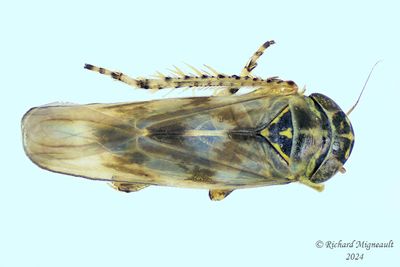 Leafhopper - Macrosteles slossoni m24 