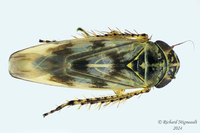 Leafhopper - Macrosteles slossoni m24 1