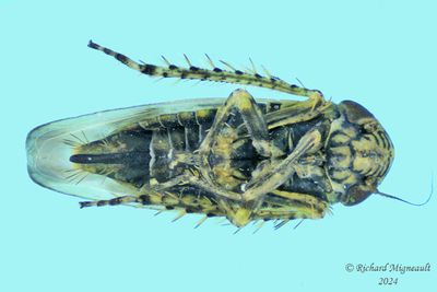 Leafhopper - Macrosteles slossoni m24 2