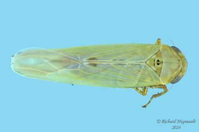 Leafhopper - Macrosteles sp4 m24 1