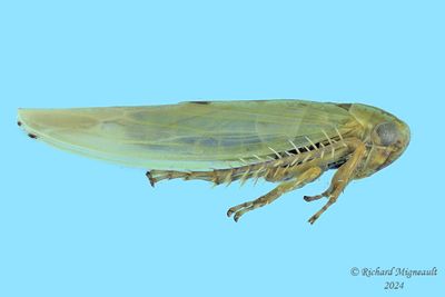 Leafhopper - Macrosteles sp4 m24 2