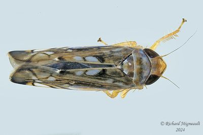 Leafhopper - Scaphoideus sp m24 1