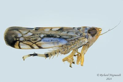 Leafhopper - Scaphoideus sp m24 2