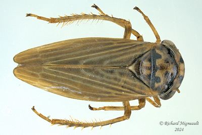 Subfamily Megophthalminae