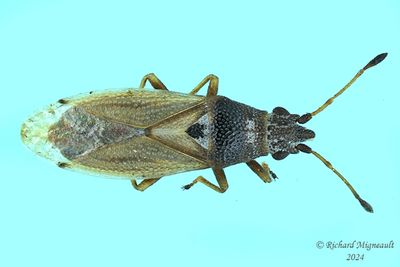 Cymidae - Cymus angustatus M24 