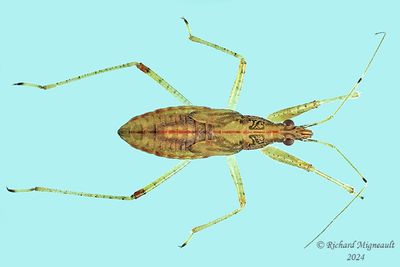 Damsel bug - Nabini, nymph, m24 