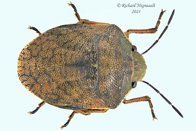 Shield-backed Bugs