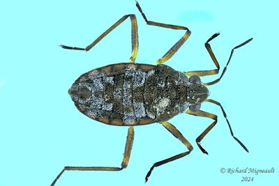 Smaller Water Striders