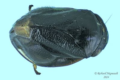 Spittlebug - Clastoptera - proteus group m24
