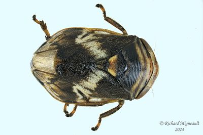 Spittlebug - Clastoptera obtusa - Alder Spittlebug m24