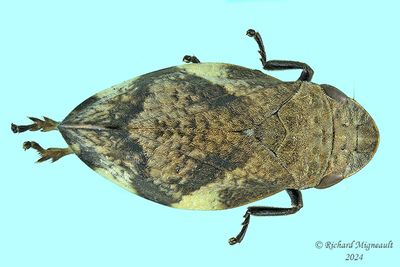 Spittlebug - Lepyronia quadrangularis - Diamondbacked Spittlebug m24