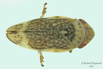 Spittle Bugs