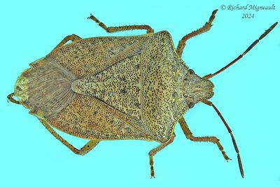 Stink Bug - Euschistus servus - subsp. euschistoides m24 1