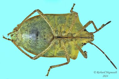 Stink Bug - Euschistus servus - subsp. euschistoides m24 2