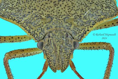 Stink Bug - Euschistus servus - subsp. euschistoides m24