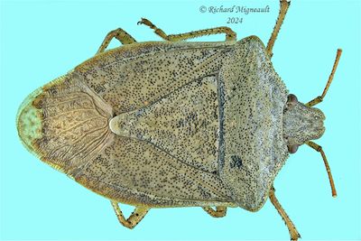 Stink Bug - Euschistus servus m24 1