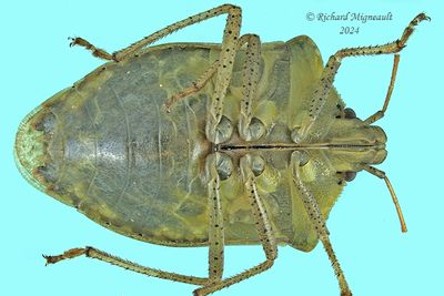 Stink Bug - Euschistus servus m24 2