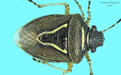 Stink bug - Mormidea lugens m24
