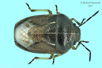 Stink Bug - Neottiglossa undata m24