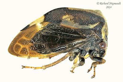 Treehopper - Ceresa diceros m24