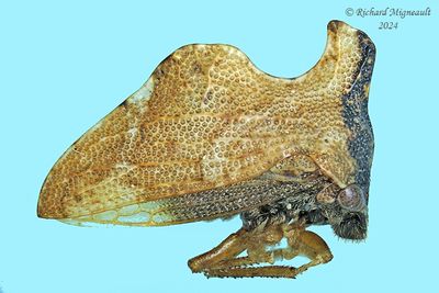 Treehopper - Entylia carinata m24