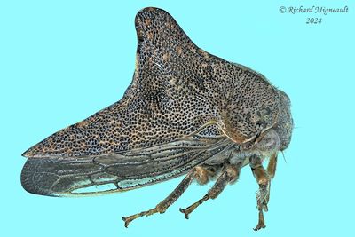 Treehopper - Palonica pyramidata m24