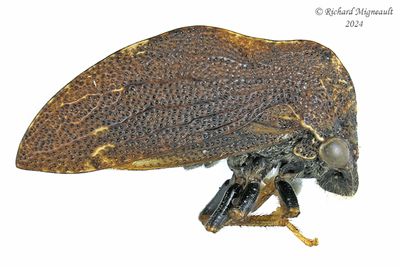 Treehopper - Publilia concava m24